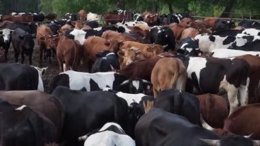 Aile içi güzel inekler çiftlikte ahır ayakta görünümünü kapat.
