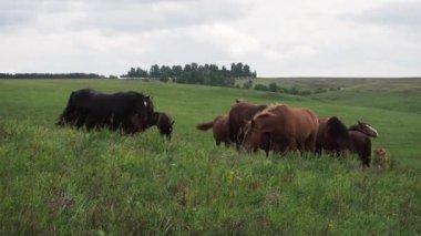 At sürüsü tarlada, kısrak ve tay at çiftliğinde otluyor..