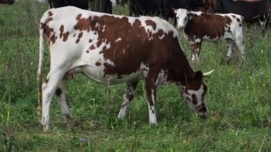 Ormanı yakınlarında bir arazide otlayan inekler sürüsü.