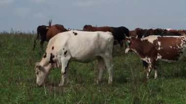 Ormanı yakınlarında bir arazide otlayan inekler sürüsü.