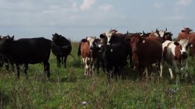 Ormanı yakınlarında bir arazide otlayan inekler sürüsü.