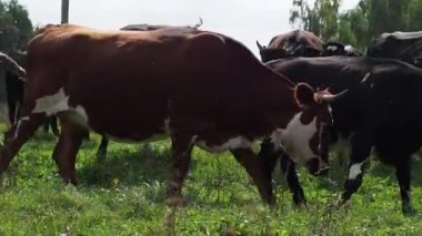 Ormanı yakınlarında bir arazide otlayan inekler sürüsü.