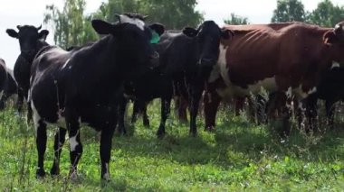 Ormanı yakınlarında bir arazide otlayan inekler sürüsü.