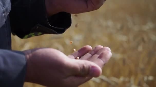 Fermier avec du blé dans les mains. Champ de blé sur fond .