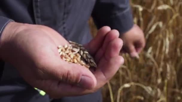 Фермер с пшеницей в руках. Поле пшеницы на заднем плане . — стоковое видео