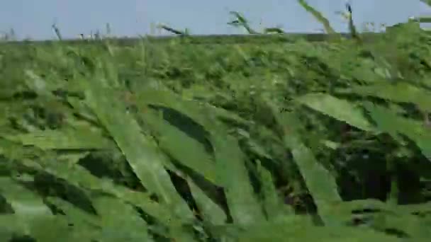 The grass is bent by the wind, vegetation swaying in the wind. — Stock Video