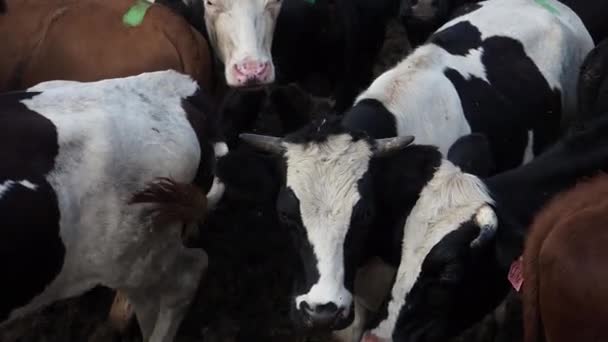 Close up view of domestic beautiful cows standing in stall at farm. — Stock Video