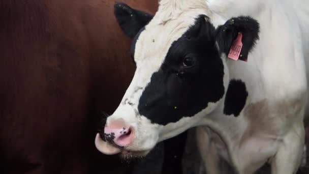 Close up view of domestic beautiful cows standing in stall at farm. — Stock Video