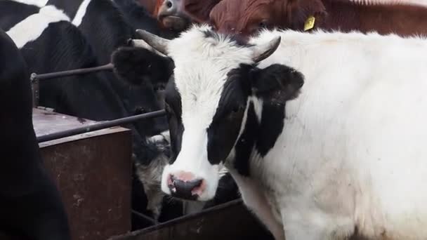 国内美丽奶牛站在农场小摊上的特写视图 — 图库视频影像