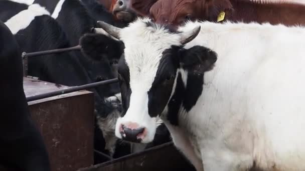 Närbild Bild Inhemska Vackra Kor Som Står Stall Gården — Stockvideo