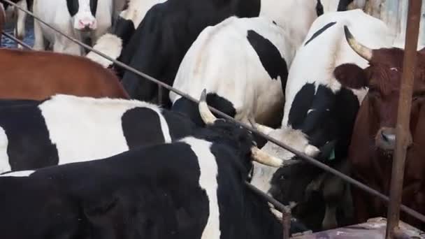 Zblízka pohled domácí krásné krávy stojící v kabince na farmě. — Stock video