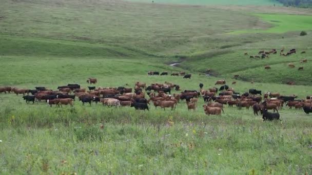 Troupeau de chevaux dans les champs, jument et poulain pâturage dans la ferme équestre.