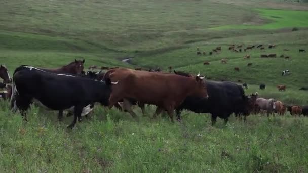 Troupeau de chevaux dans les champs, jument et poulain pâturage dans la ferme équestre. — Video