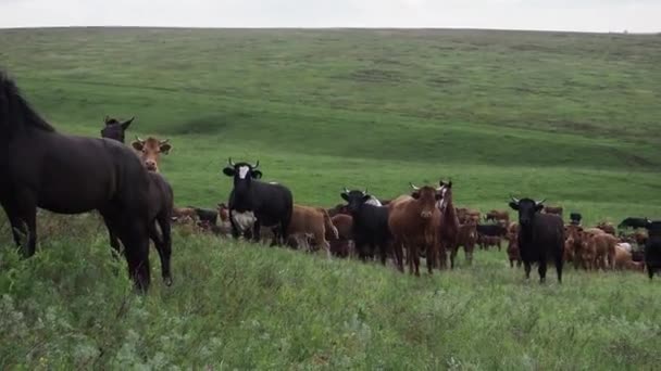 Stádo koní na poli, klisna a hříbě pasoucí se na koňské farmě. — Stock video