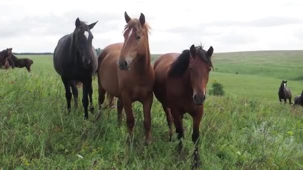 Paardenkudde in het veld, merrie en veulen grazen in de paardenboerderij. — Stockvideo