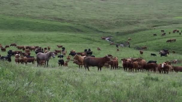 들에서 말 떼, 말 농장에서 풀을 뜯고 있는 암말과 새끼들. — 비디오