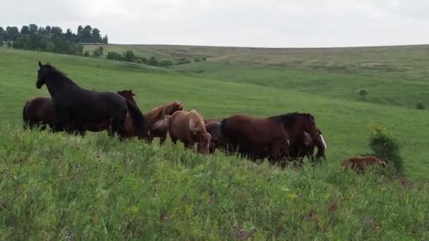 Rebaño de caballos en el campo, yegua y potro pastando en granja de caballos. — Vídeos de Stock