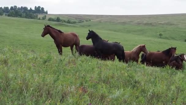 Manada de cavalos no campo, égua e potro pastando na fazenda de cavalos . — Vídeo de Stock