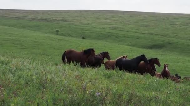 Paardenkudde in het veld, merrie en veulen grazen in de paardenboerderij. — Stockvideo