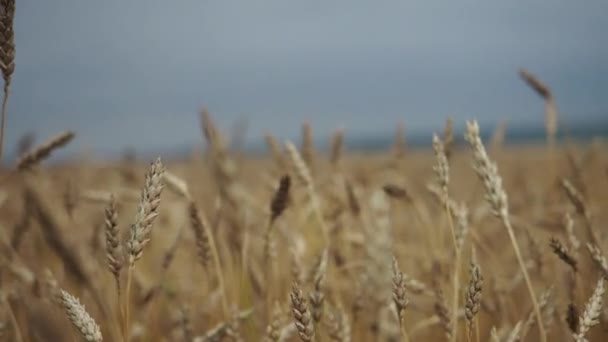 Pola pszenicy pod koniec lata w pełni dojrzałe. — Wideo stockowe