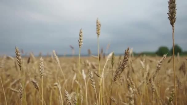 Pole pšenice na konci léta plně zralá. — Stock video