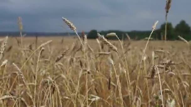 Tarwevelden aan het einde van de zomer volledig rijp. — Stockvideo