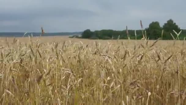 Campos de trigo al final del verano completamente maduros. — Vídeos de Stock