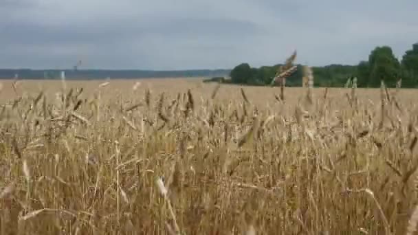 Pola pszenicy pod koniec lata w pełni dojrzałe. — Wideo stockowe