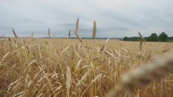 Yazın sonunda tamamen olgunlaşmış buğday tarlaları. — Stok video