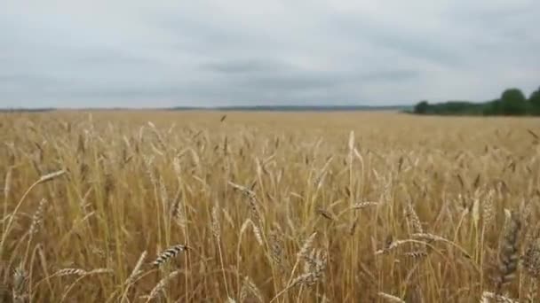Pola pszenicy pod koniec lata w pełni dojrzałe. — Wideo stockowe