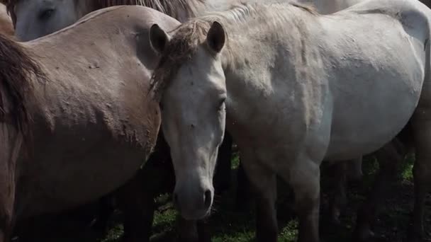 Hästbesättning på åkermark, sto och föl betar på hästgård. — Stockvideo