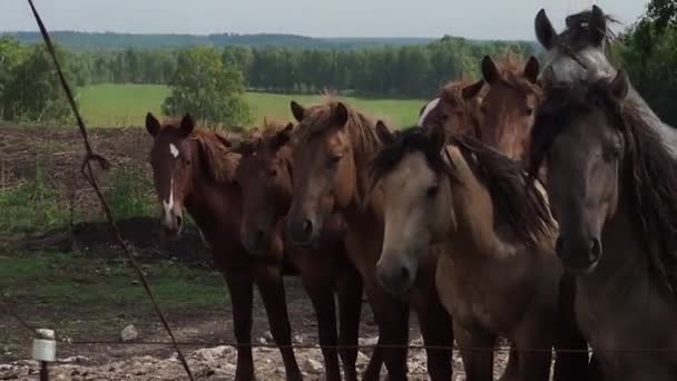 Конячий стадо в полі, кобила і лоша випасають на кінній фермі . — стокове відео