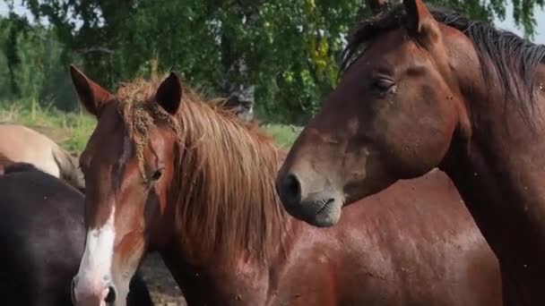 Horse herd in field, mare and foal grazing in horse farm. — Stock Video