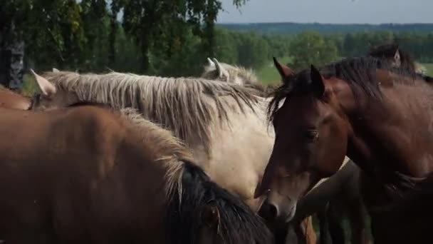 Stádo koní na poli, klisna a hříbě pasoucí se na koňské farmě. — Stock video