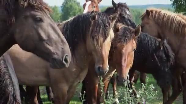 Paardenkudde in het veld, merrie en veulen grazen in de paardenboerderij. — Stockvideo