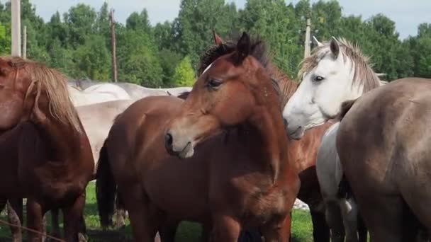 Paardenkudde in het veld, merrie en veulen grazen in de paardenboerderij. — Stockvideo