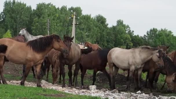 들에서 말 떼, 말 농장에서 풀을 뜯고 있는 암말과 새끼들. — 비디오