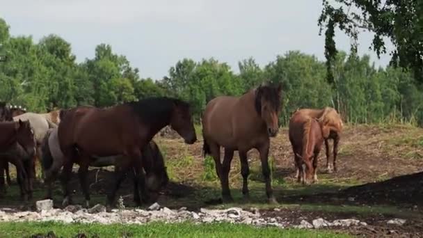 Manada de cavalos no campo, égua e potro pastando na fazenda de cavalos . — Vídeo de Stock