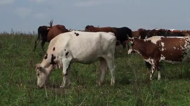 Troupeau de vaches broutant dans un pâturage près de la forêt .
