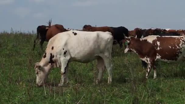 Stada krów wypasanych na pastwiskach, w pobliżu lasu. — Wideo stockowe