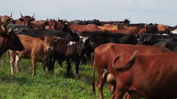 Troupeau de vaches broutant dans un pâturage près de la forêt . — Video