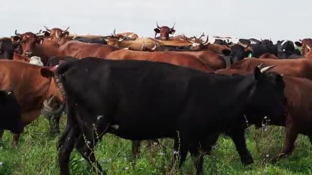 Kudde koeien grazen in een weiland in de buurt van het bos. — Stockvideo