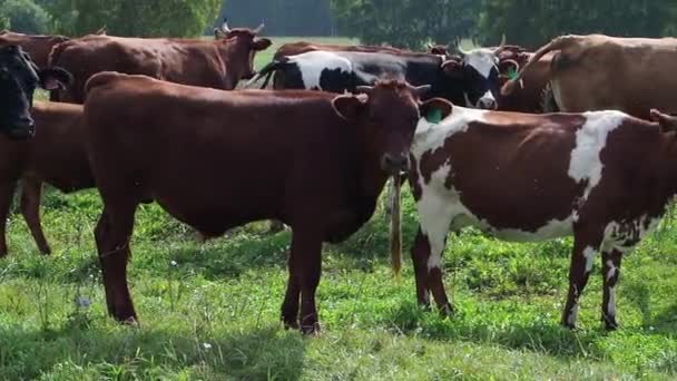 Manada de vacas pastando en un pasto cerca del bosque . — Vídeo de stock