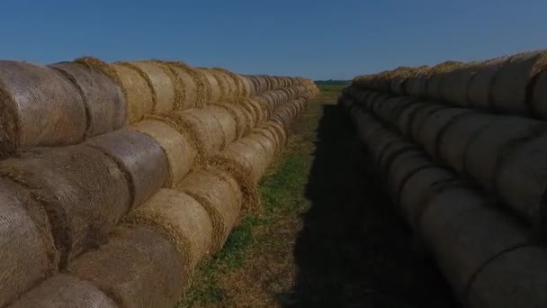 Hooibergen op tarweveld onder de mooie blauwe bewolkte hemel. — Stockvideo