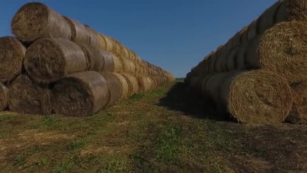 Haystacks buğday alanında güzel mavi bulutlu gökyüzü altında. — Stok video