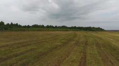 Bir buğday alanında bir hasat, yakın çekim. Havadan görünümü