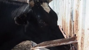 tarım endüstrisi, çiftçilik ve hayvancılık kavramı - inek çiftliğinde saman yiyen inek sürüsü.