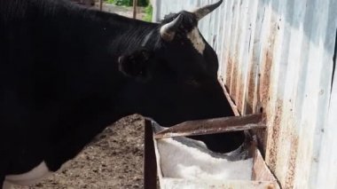 tarım endüstrisi, çiftçilik ve hayvancılık kavramı - inek çiftliğinde saman yiyen inek sürüsü.