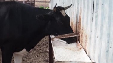tarım endüstrisi, çiftçilik ve hayvancılık kavramı - inek çiftliğinde saman yiyen inek sürüsü.