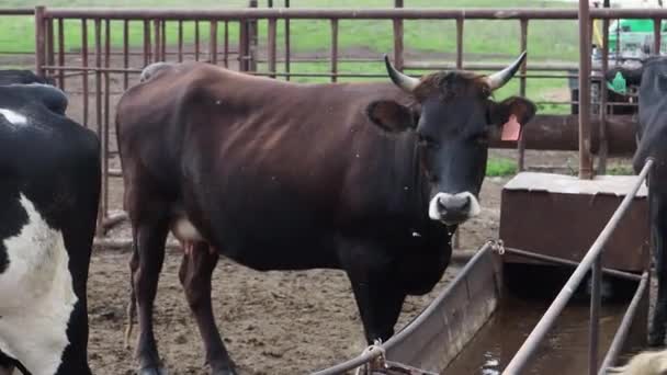 Zemědělský průmysl, zemědělství a živočišná výroba - stádo krav, které jedí seno v kravíně na dojnicích. — Stock video